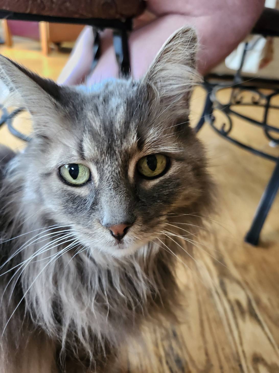 Eve, a cat found on Chonk Finder