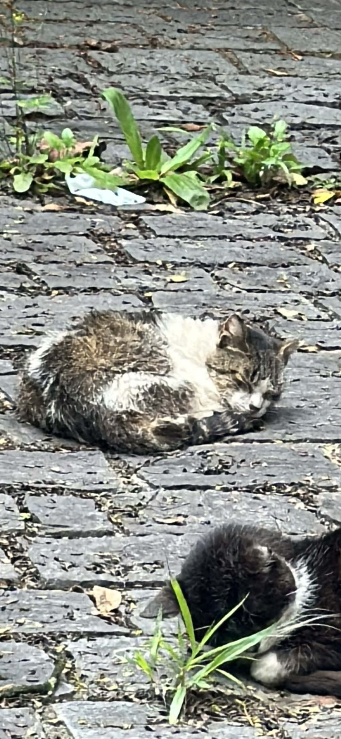 Lixin, a cat found on Chonk Finder
