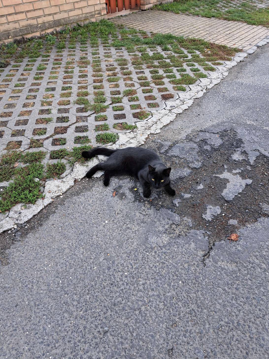 Fekus, a cat found on Chonk Finder