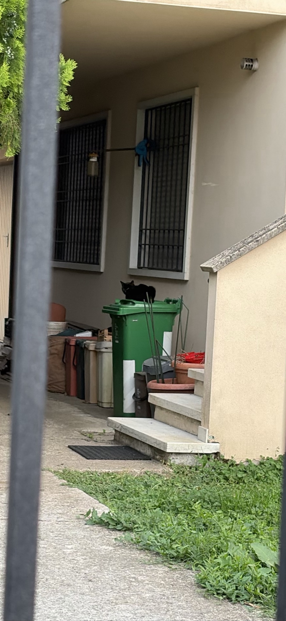 gino, a cat found on Chonk Finder