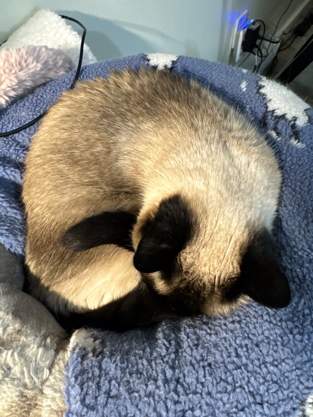 Ozzie, a cat found on Chonk Finder