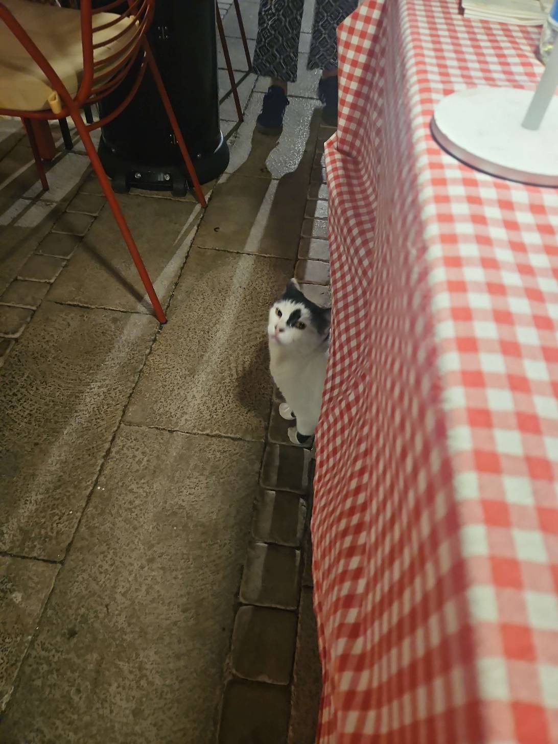 BokunBocun, a cat found on Chonk Finder