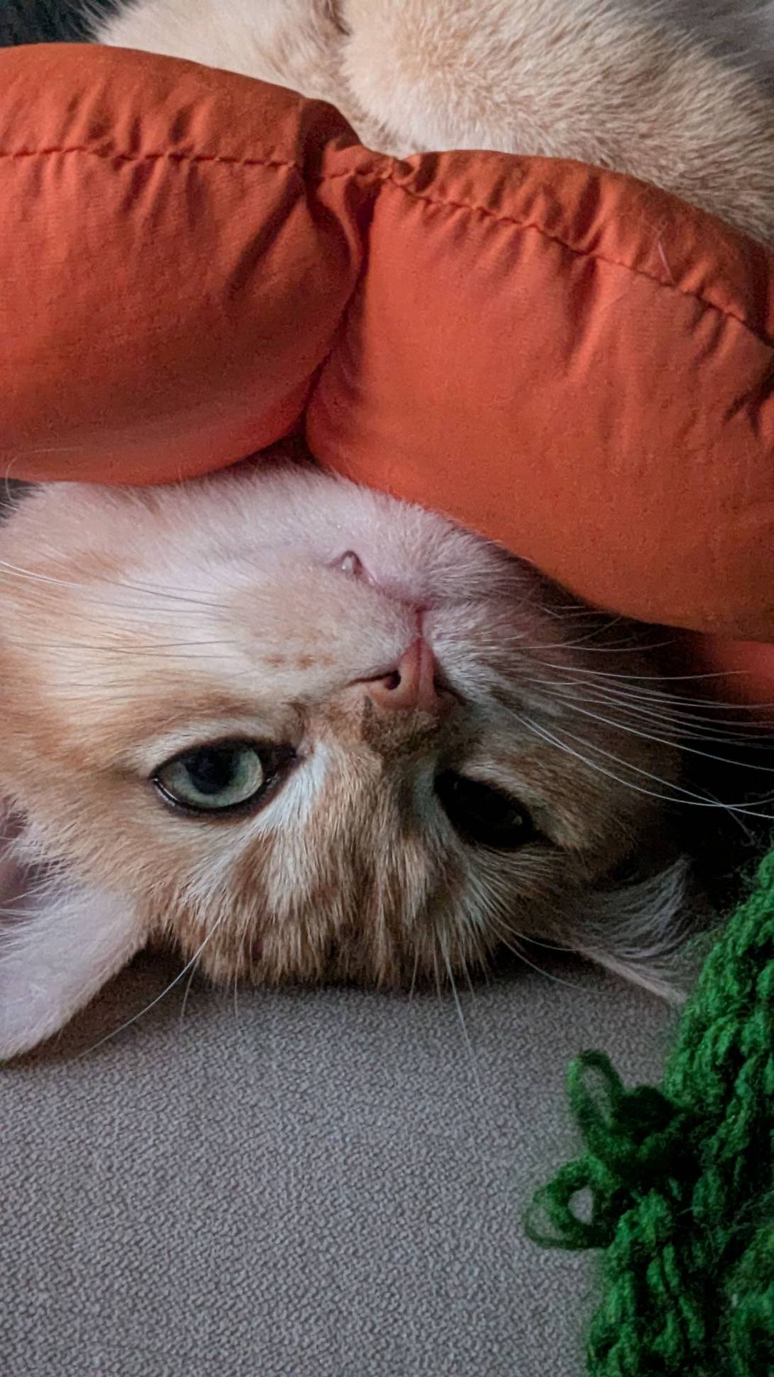 Bela, a cat found on Chonk Finder