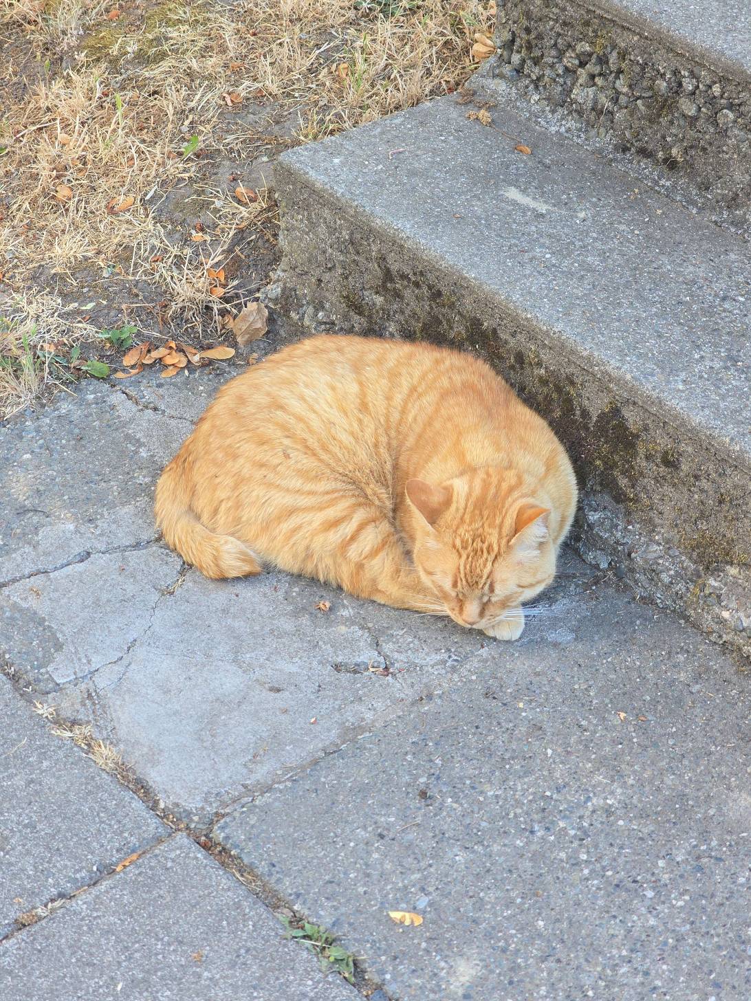 Sunny Loaf, a cat found on Chonk Finder