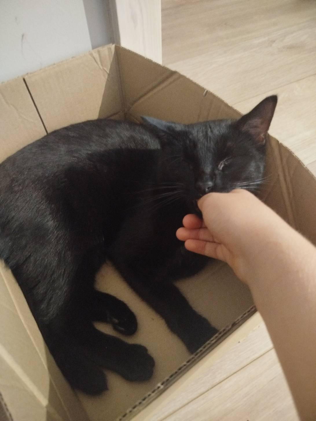 Ares, a cat found on Chonk Finder