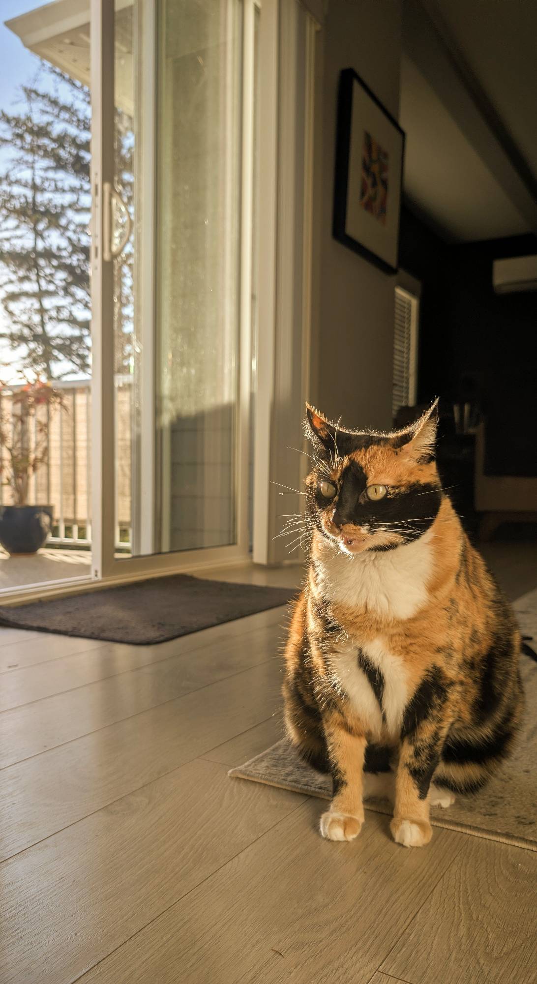 Ivy, a cat found on Chonk Finder