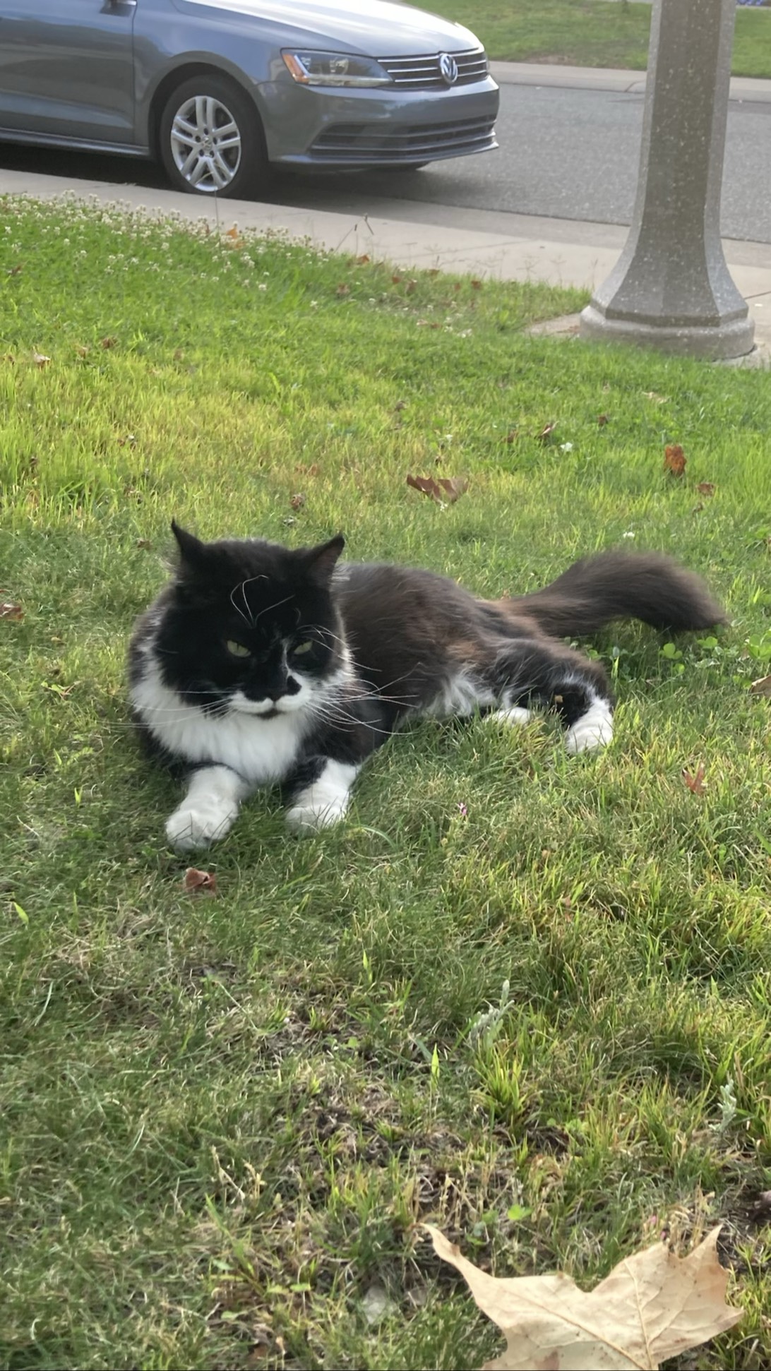 Oreo, a cat found on Chonk Finder