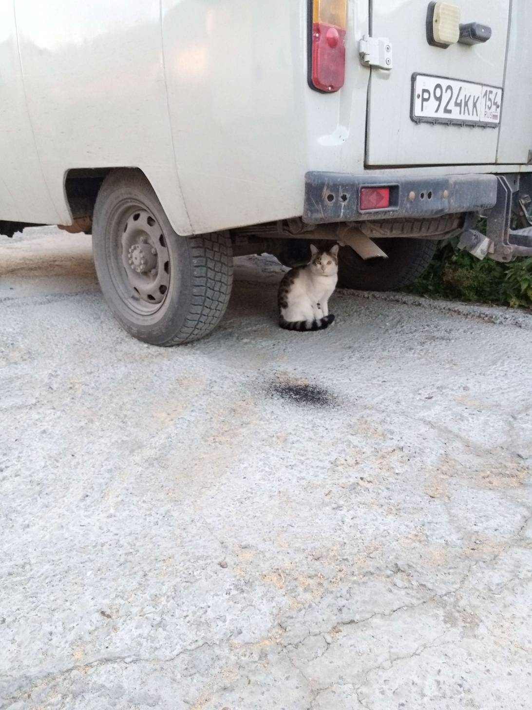 Петя, a cat found on Chonk Finder