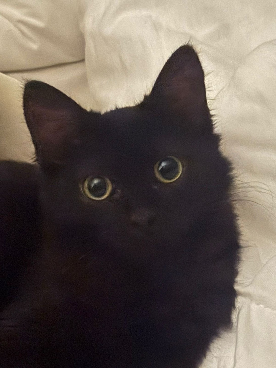 Amora, a cat found on Chonk Finder