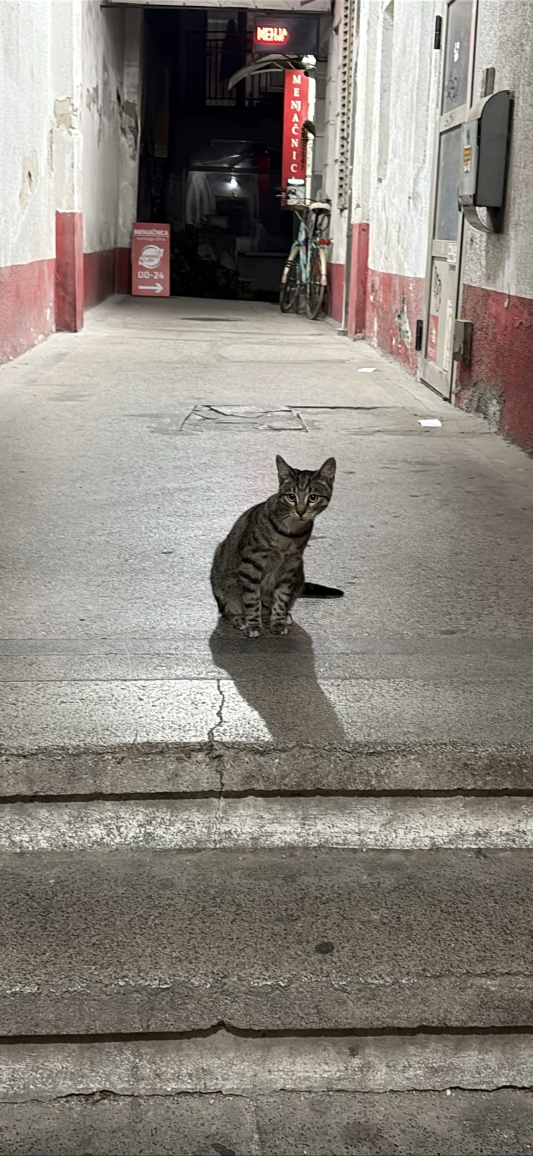 Cvrle, a cat met on Chonk Finder