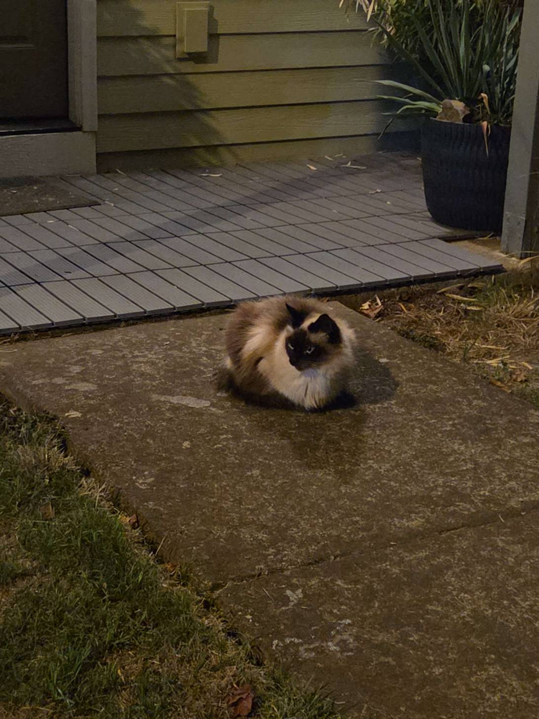 Cloudy, a cat found on Chonk Finder