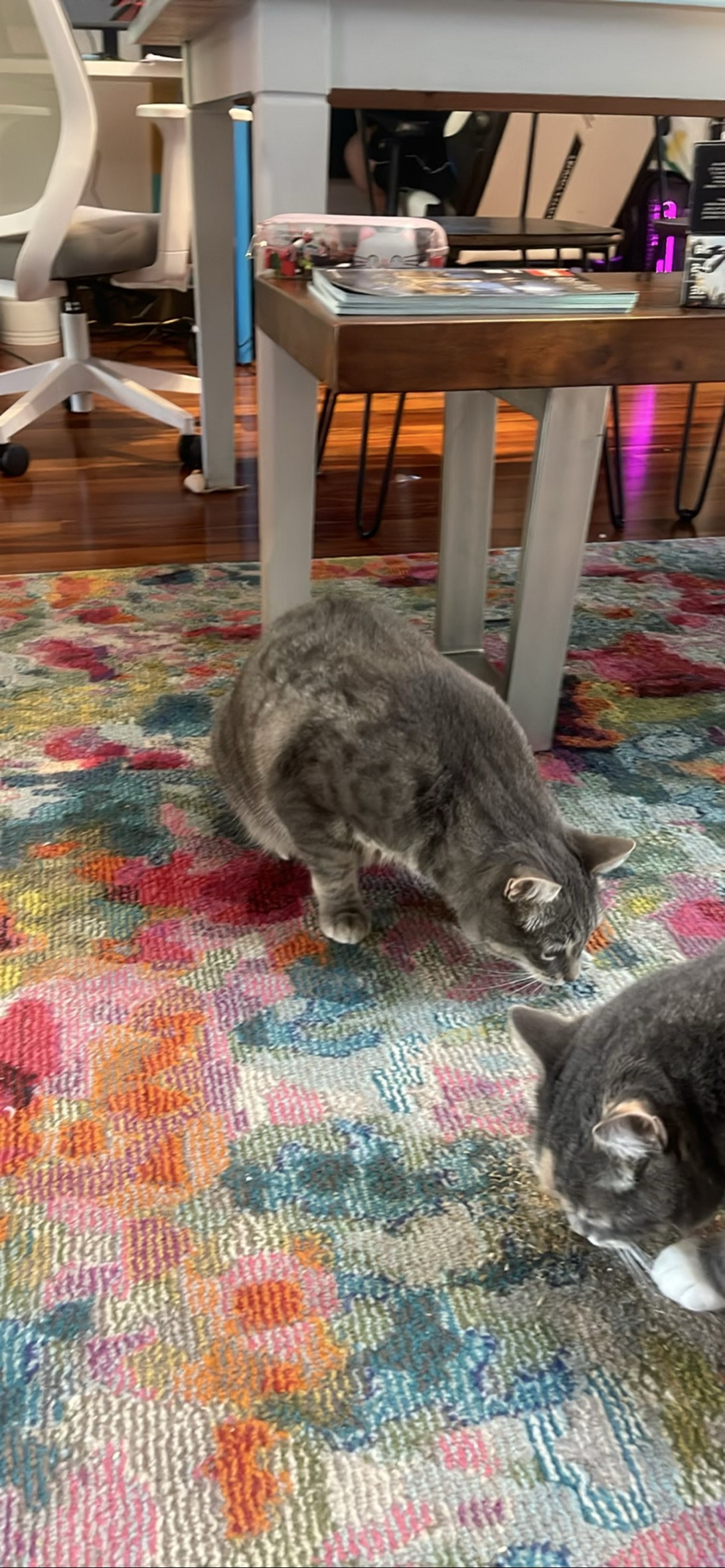 Hotdog, a cat found on Chonk Finder