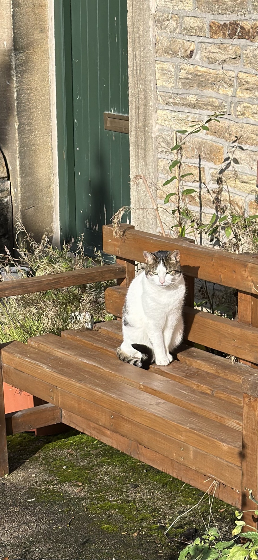 Barnaby, a cat found on Chonk Finder