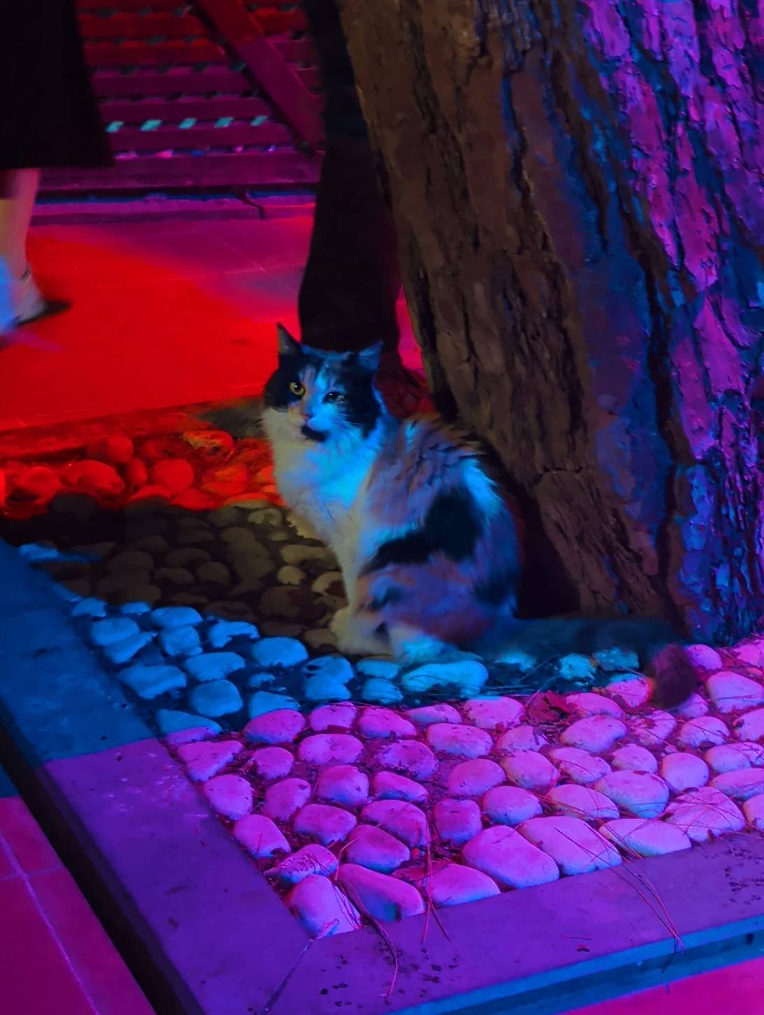 Hildegard, a cat found on Chonk Finder