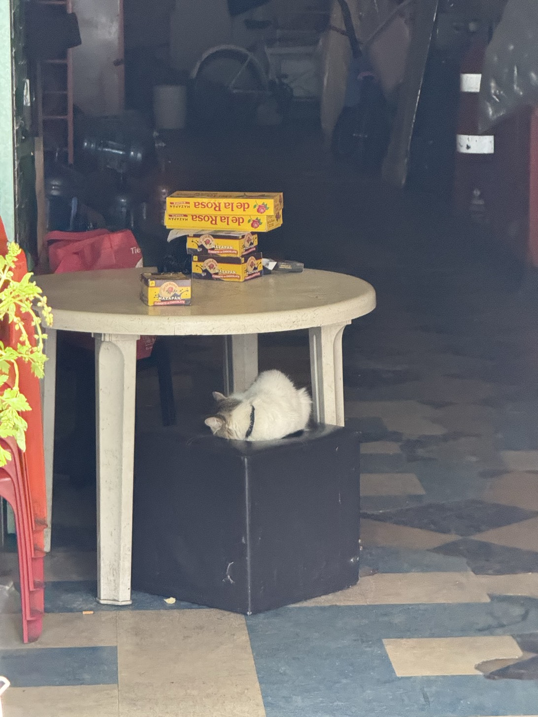 Mazapán, a cat found on Chonk Finder