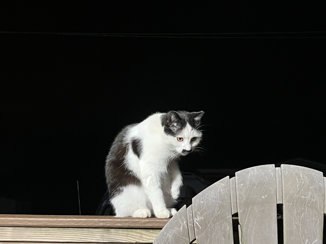 Charlie, a cat found on Chonk Finder