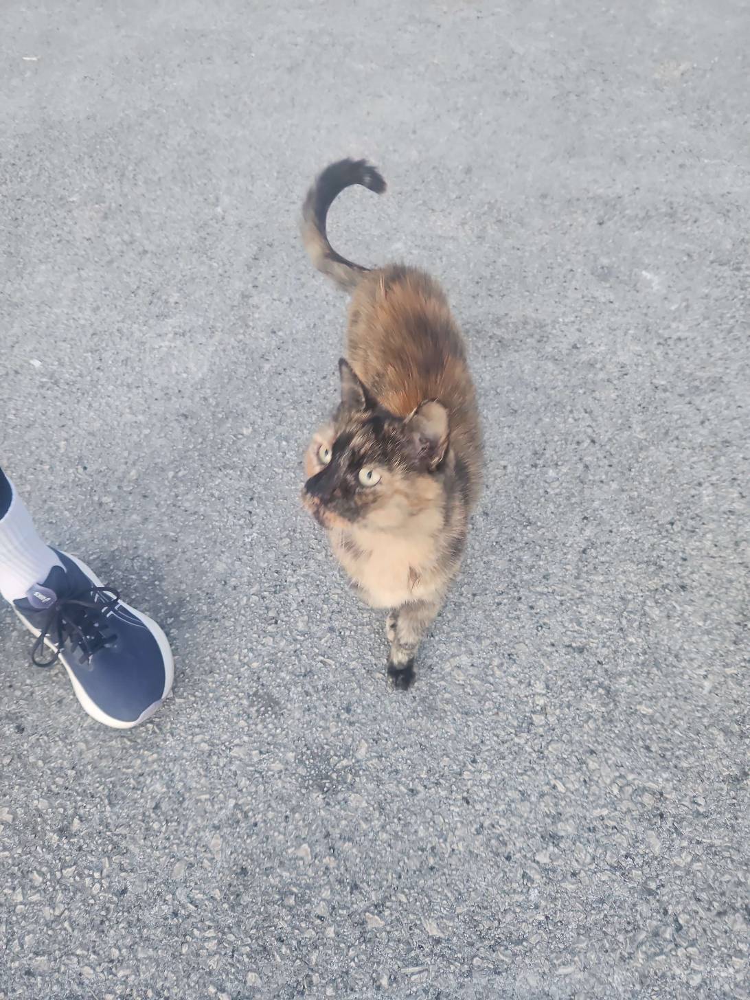 Tito, a cat found on Chonk Finder