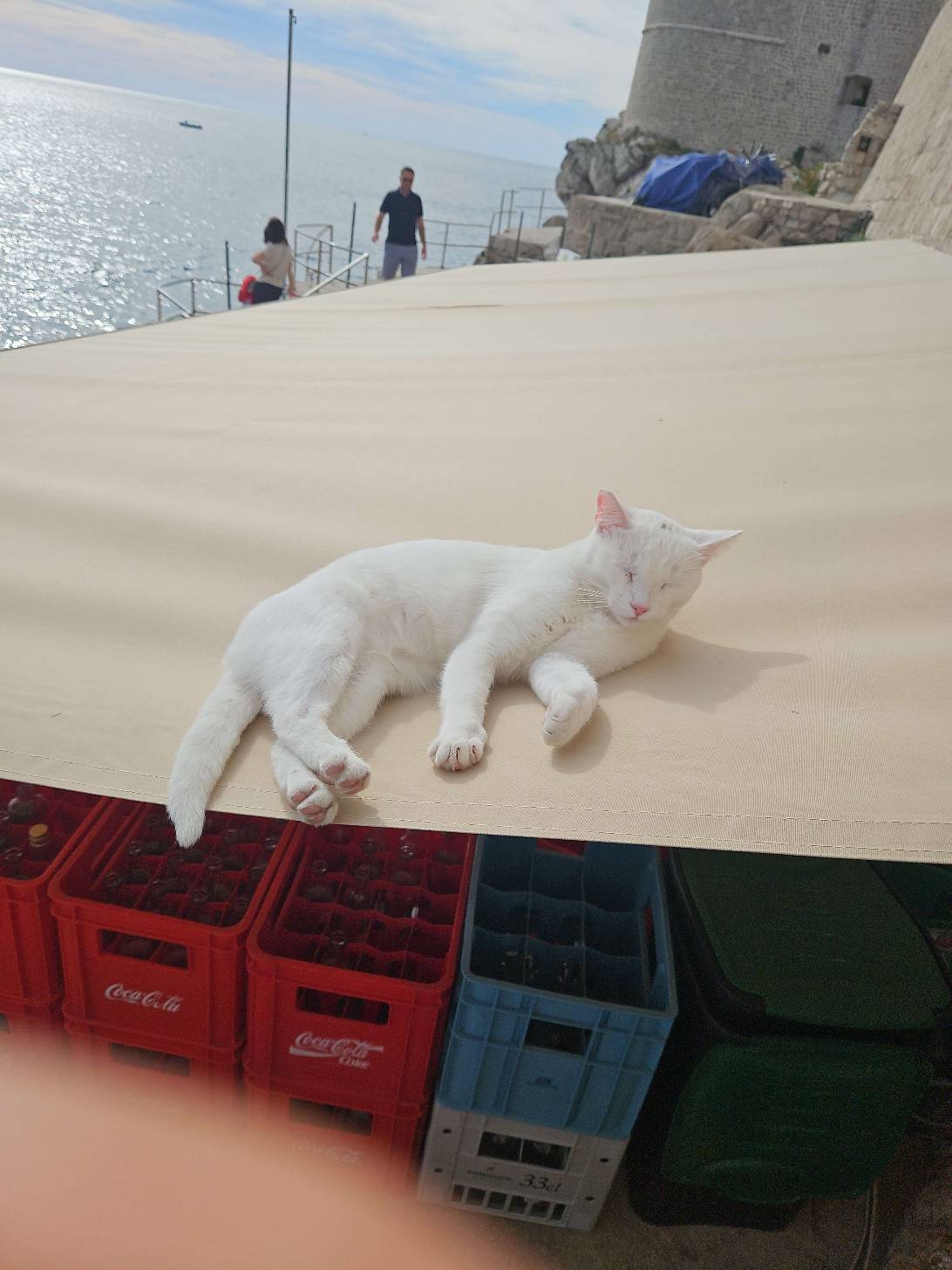 Aegon Targaryen V, a cat found on Chonk Finder