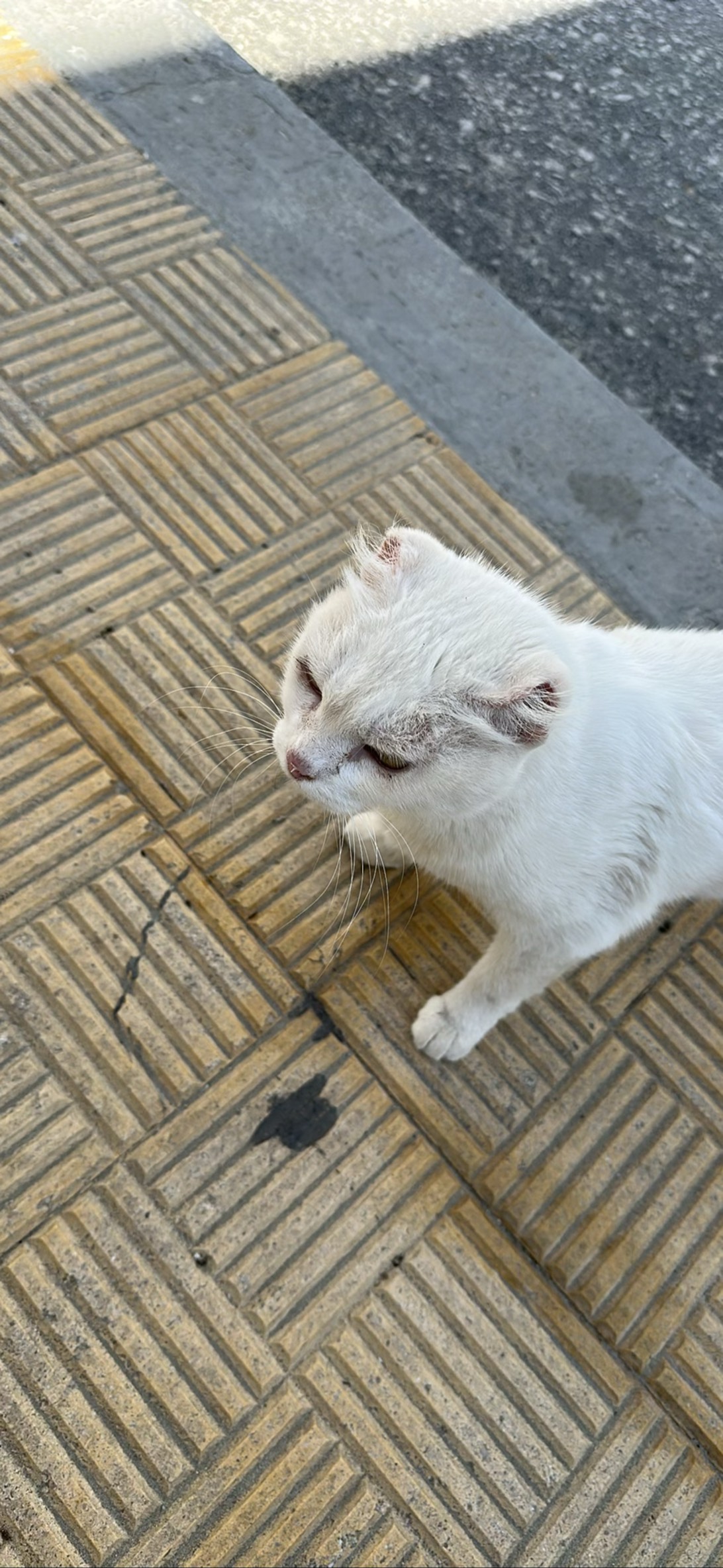 Earless, a cat found on Chonk Finder
