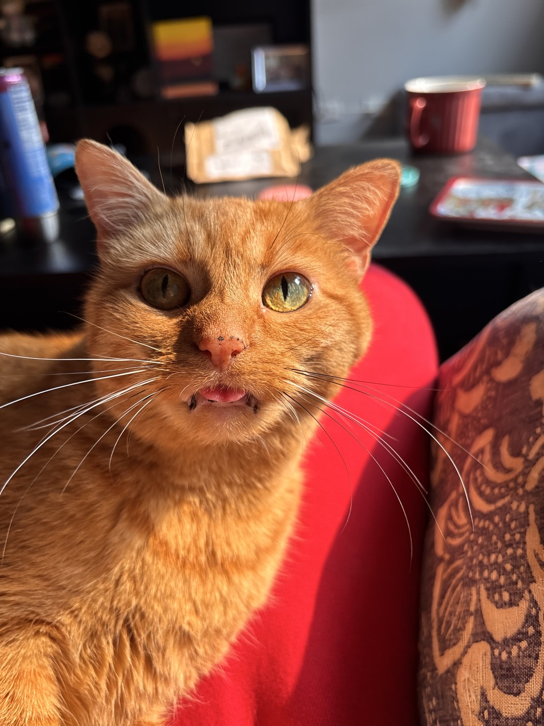 CK (City Kitty), a cat found on Chonk Finder