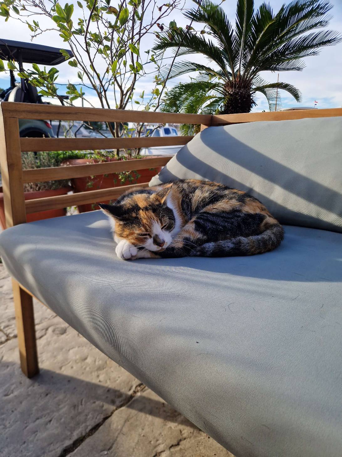 Riviera, a cat found on Chonk Finder