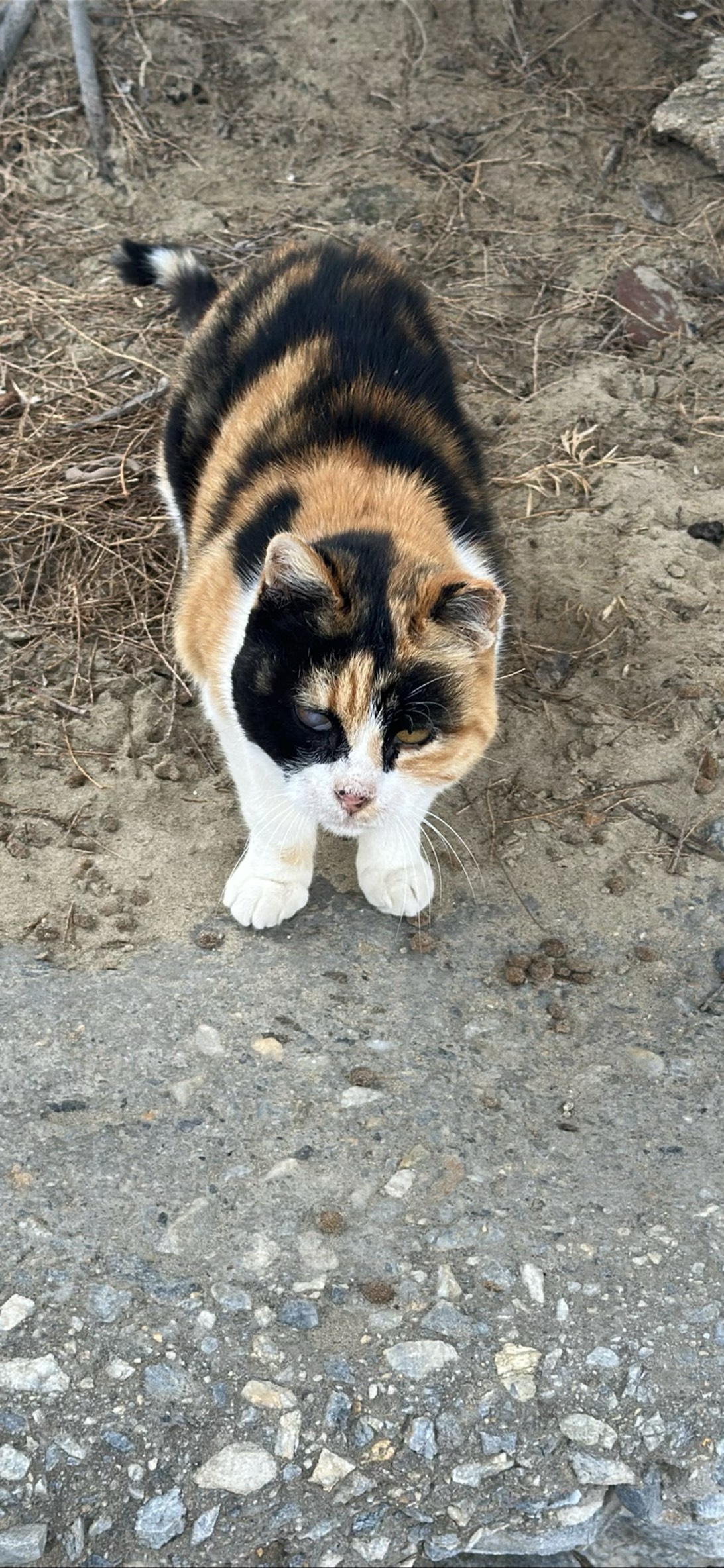 Nora, a cat found on Chonk Finder