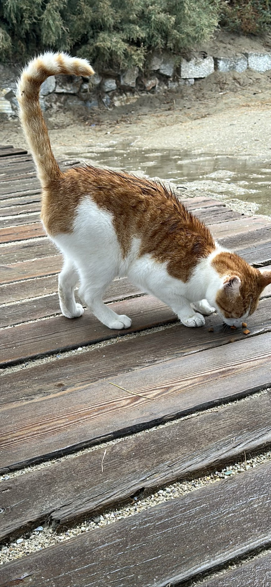 Hungersworth, a cat found on Chonk Finder