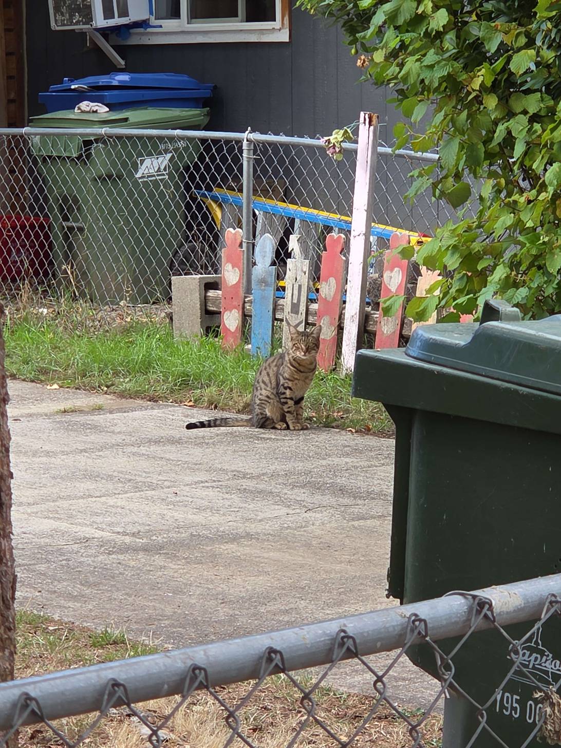 Tigre, a cat found on Chonk Finder