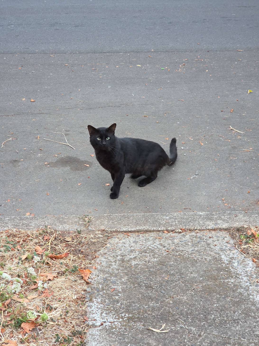 Salem, a cat found on Chonk Finder