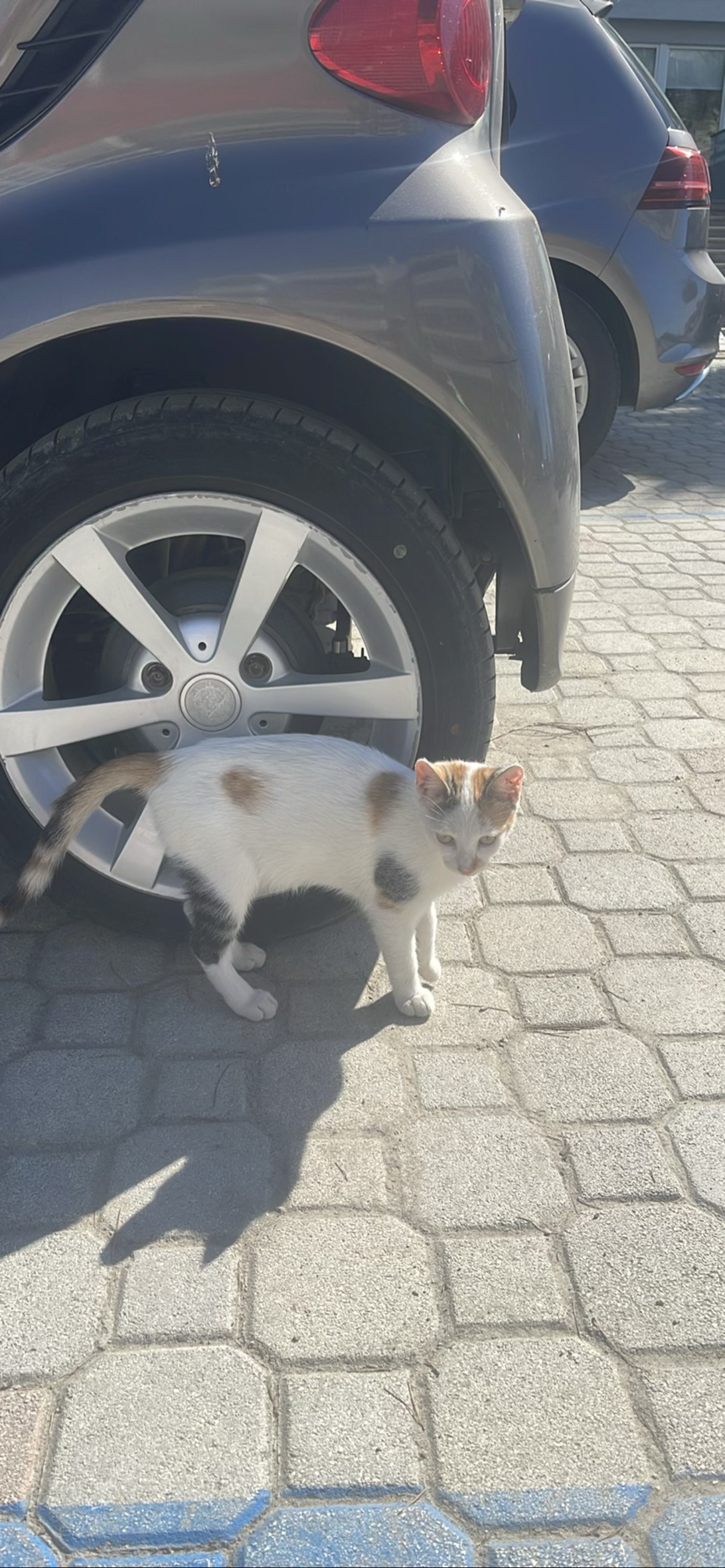Fender, a cat found on Chonk Finder