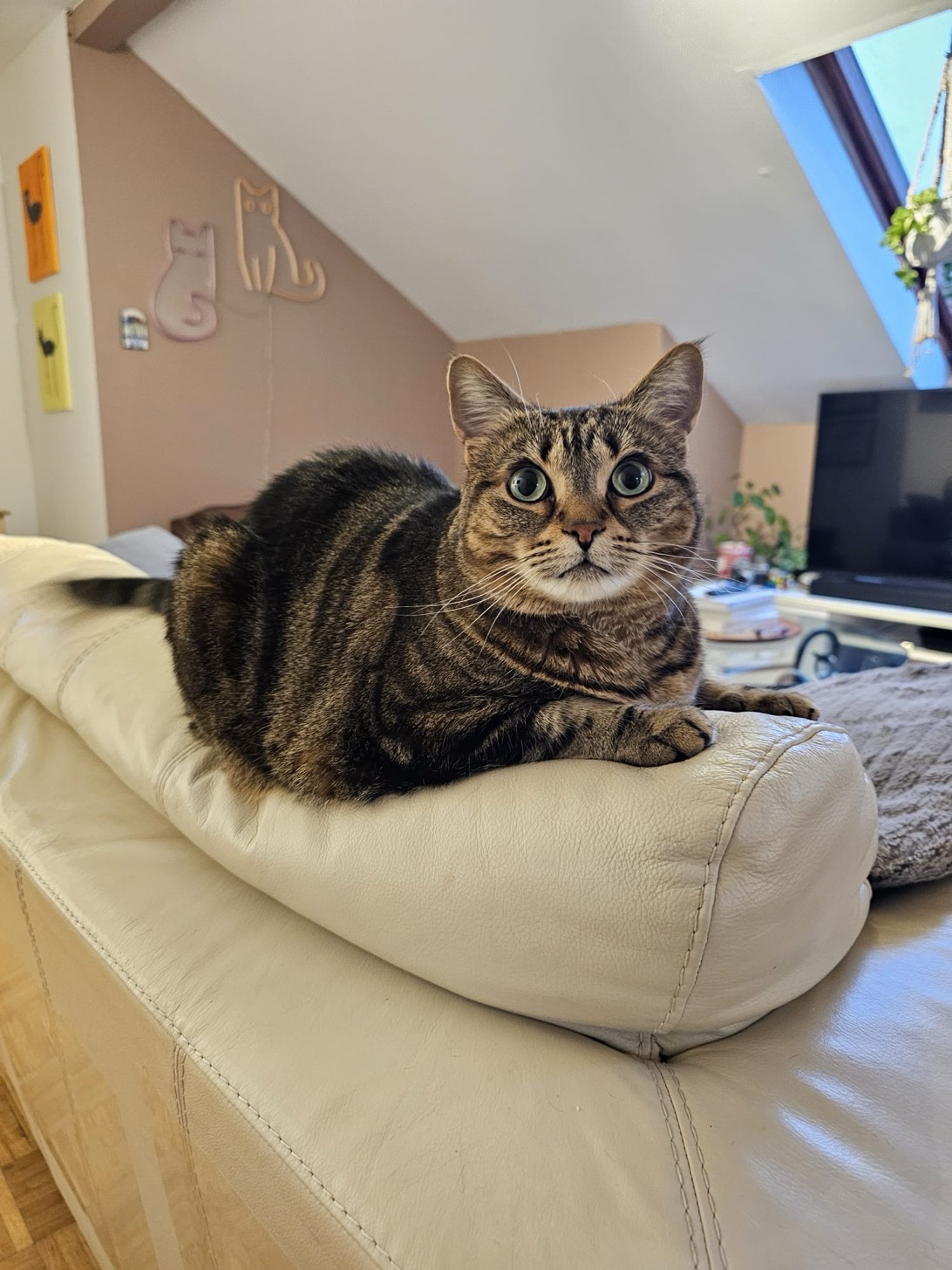 Salem, a cat found on Chonk Finder