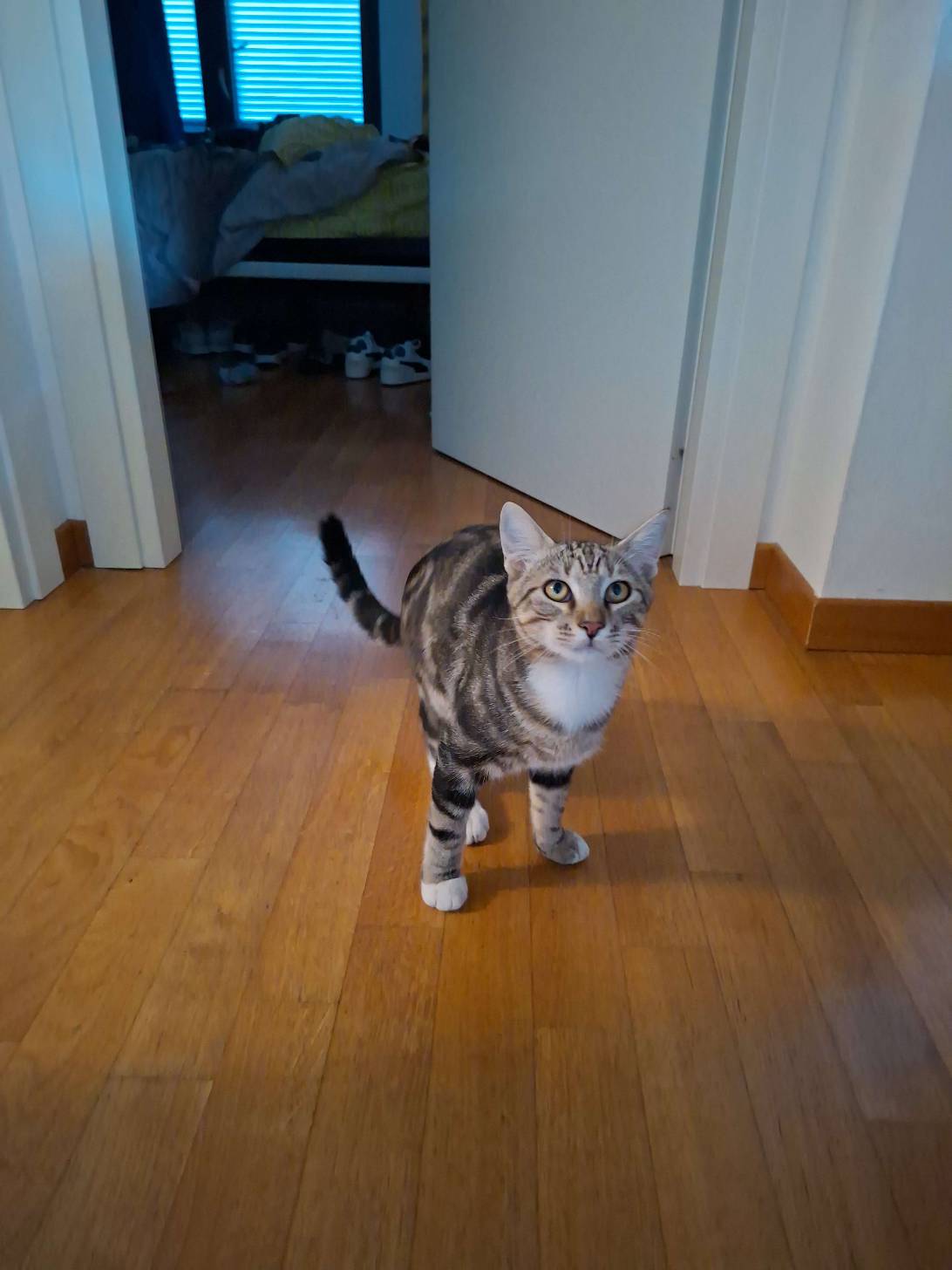 Marcolino, a cat found on Chonk Finder