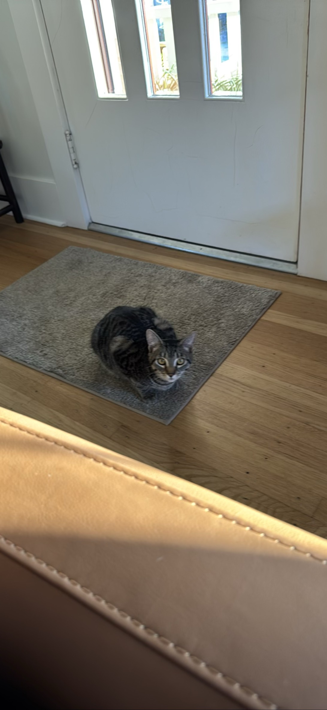Feral, a cat found on Chonk Finder