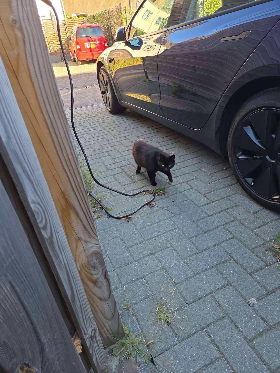 Ninja, a cat found on Chonk Finder