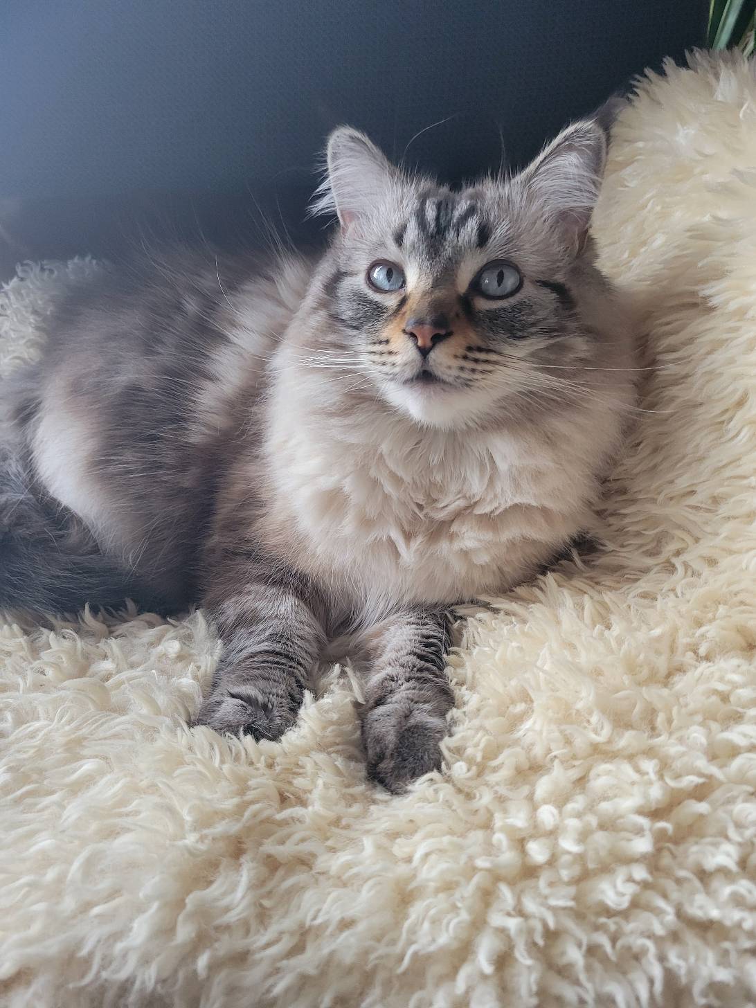 Sweet Baby Bob, a cat found on Chonk Finder