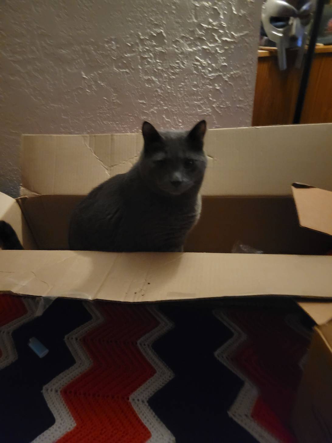 Gus, a cat found on Chonk Finder