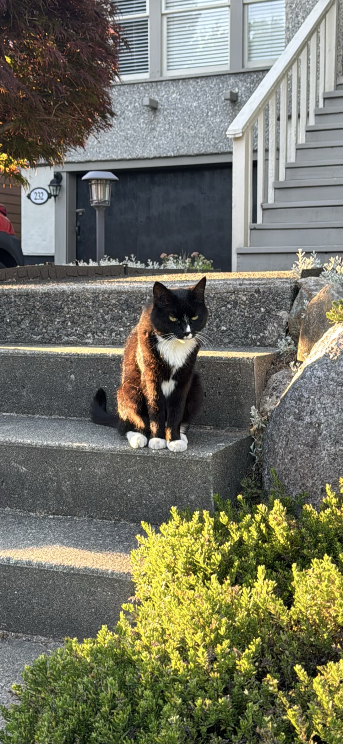 Reginald, a cat found on Chonk Finder