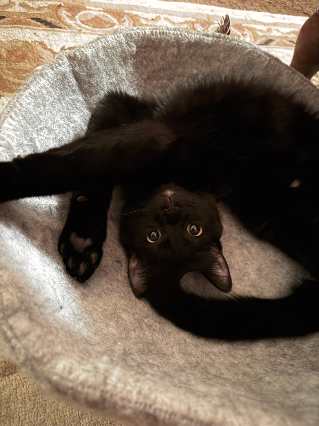 Pluto, a cat found on Chonk Finder