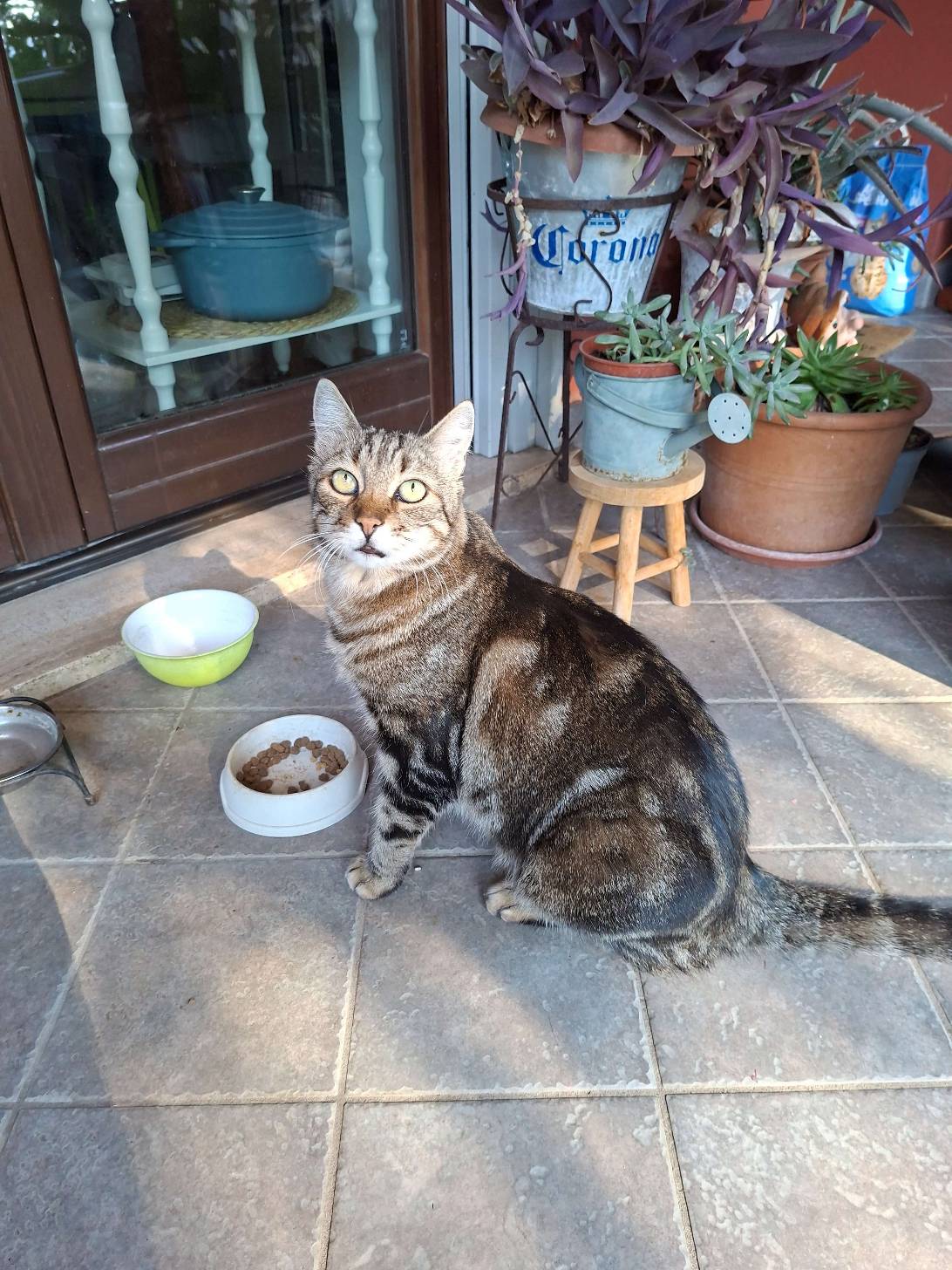 Bruce, a cat found on Chonk Finder