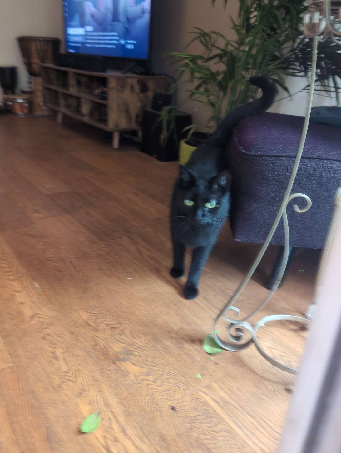 Blackie, a cat found on Chonk Finder