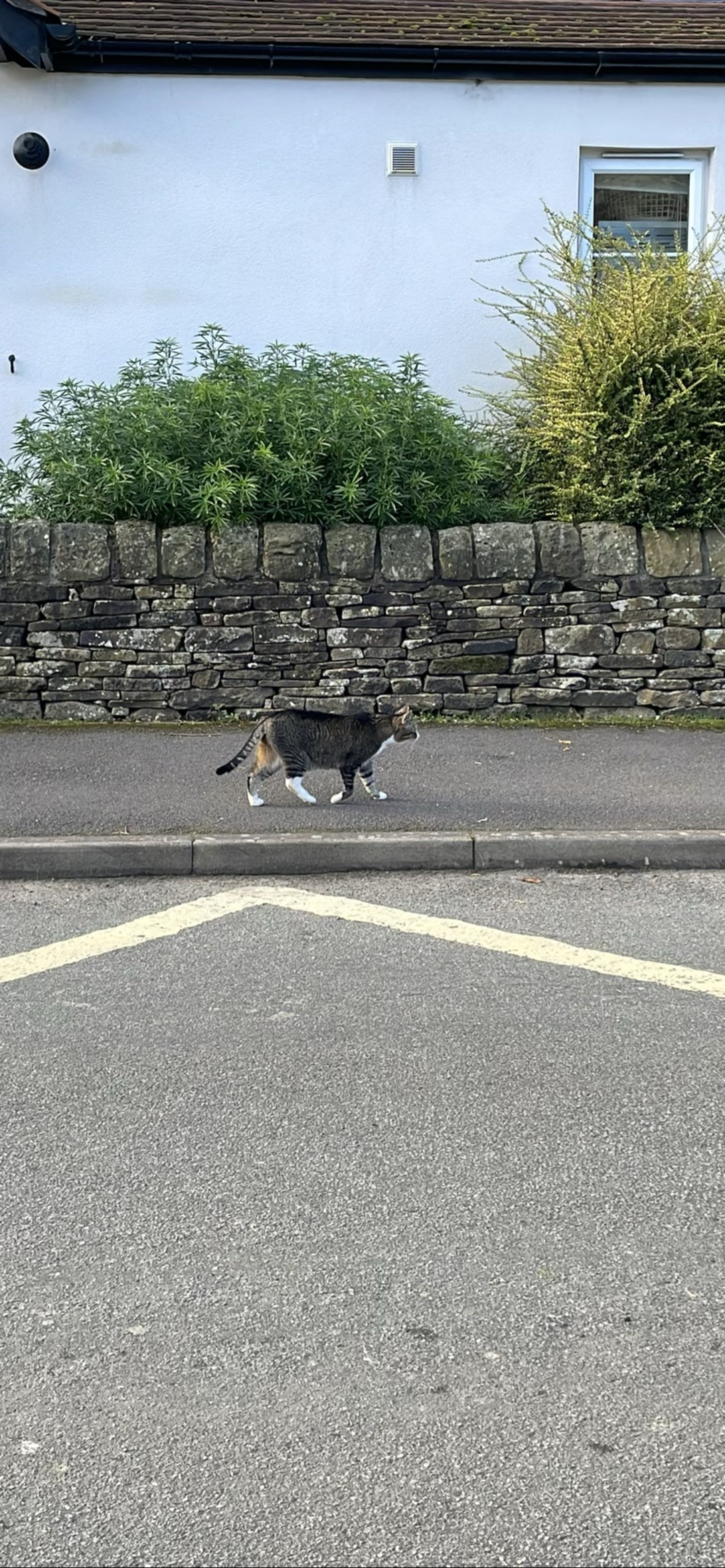 Gnome, a cat found on Chonk Finder
