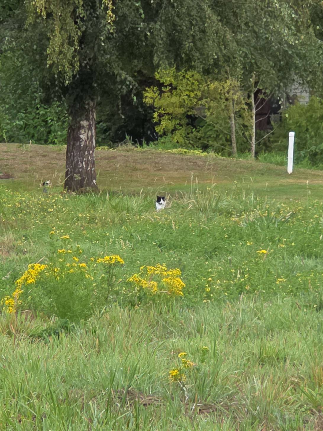 Battle Creek, a cat found on Chonk Finder