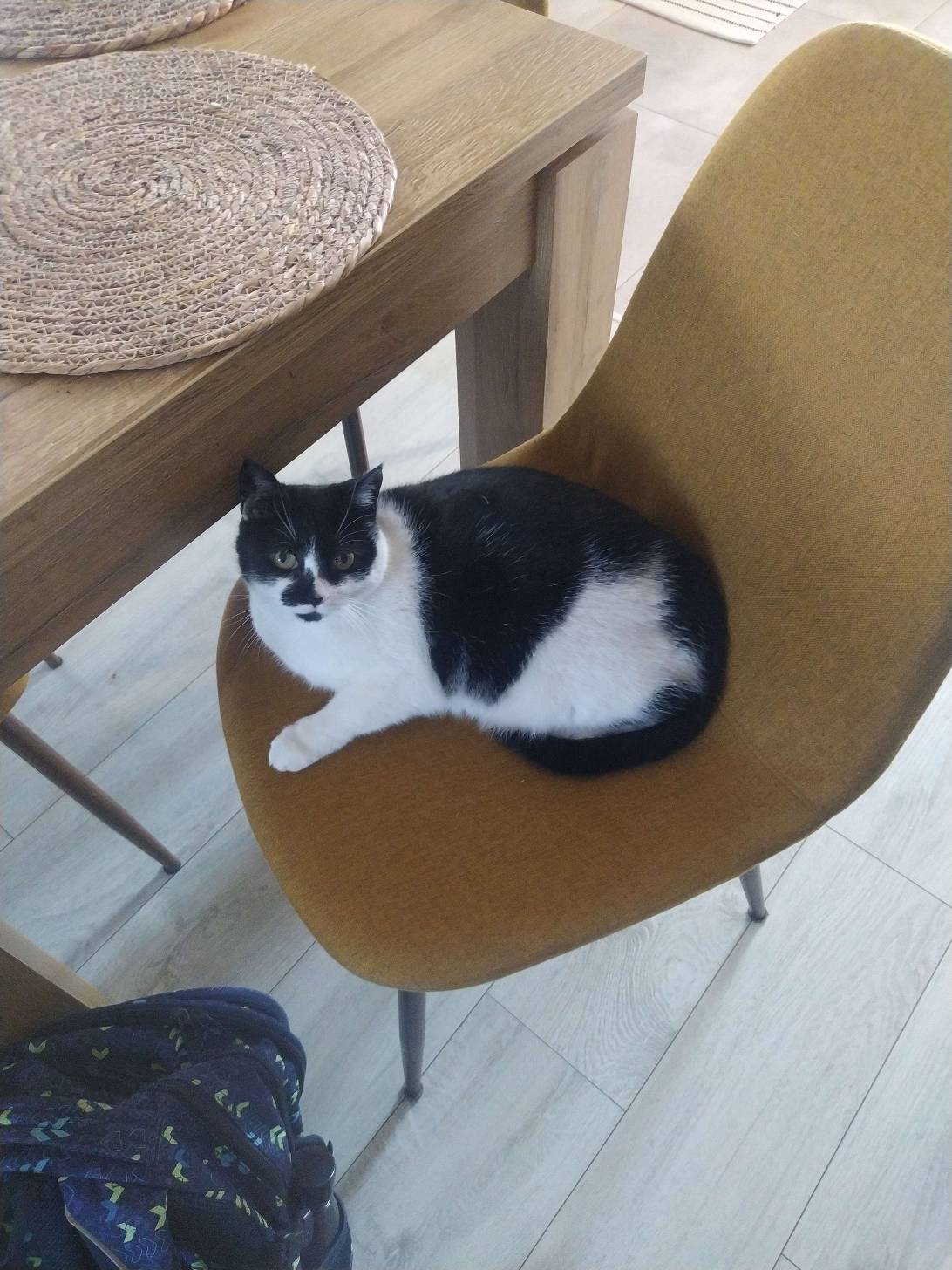 Plamcia, a cat met on Chonk Finder
