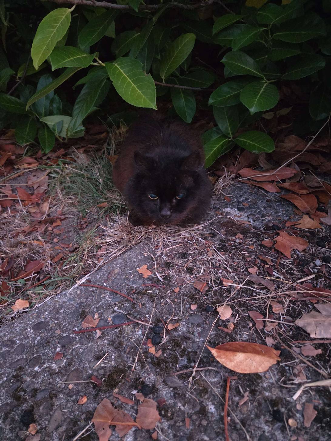 Camellia, a cat found on Chonk Finder