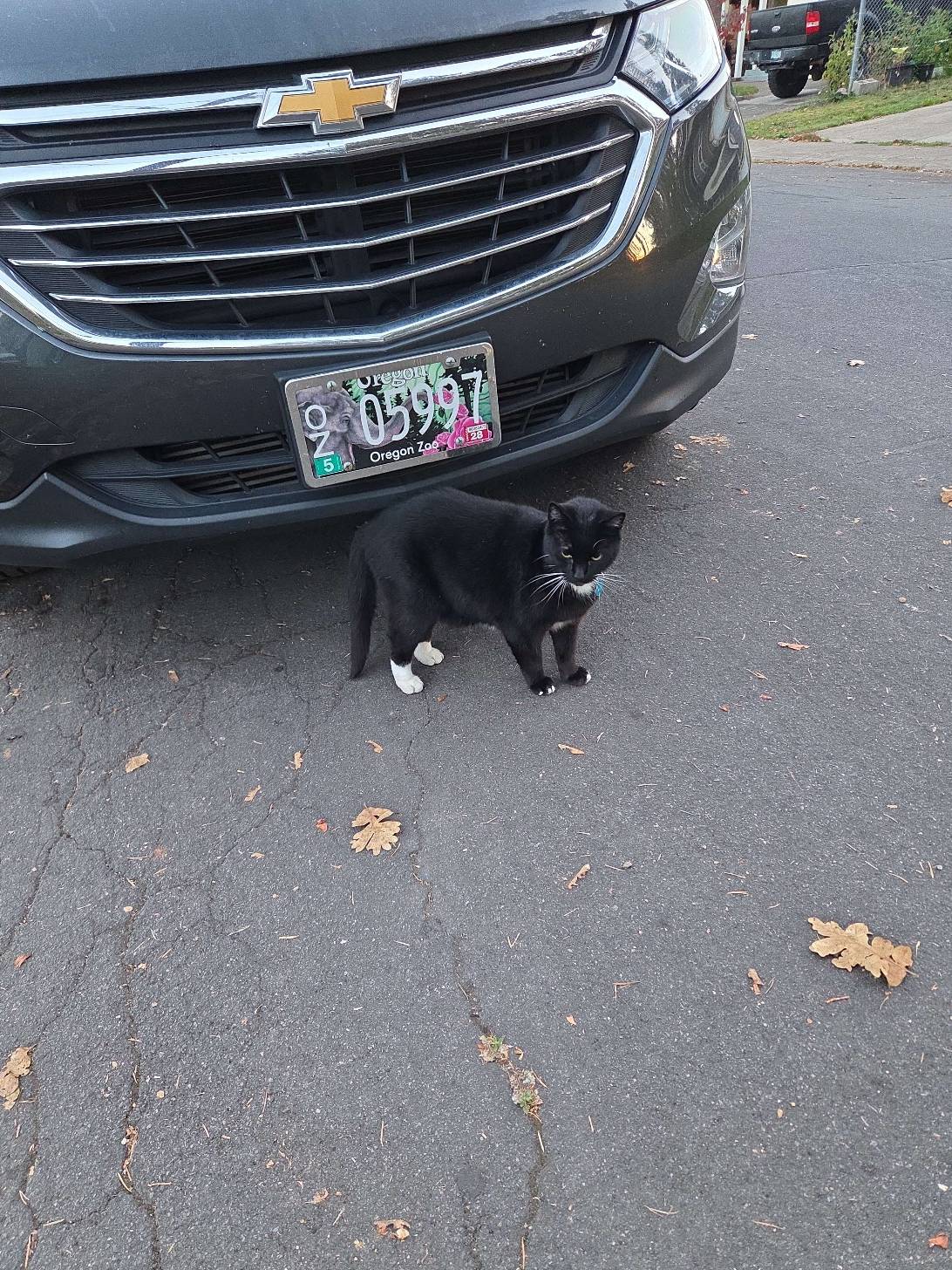 Orbit, a cat found on Chonk Finder