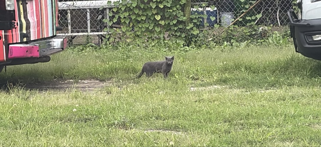 Grey Boy, a cat found on Chonk Finder