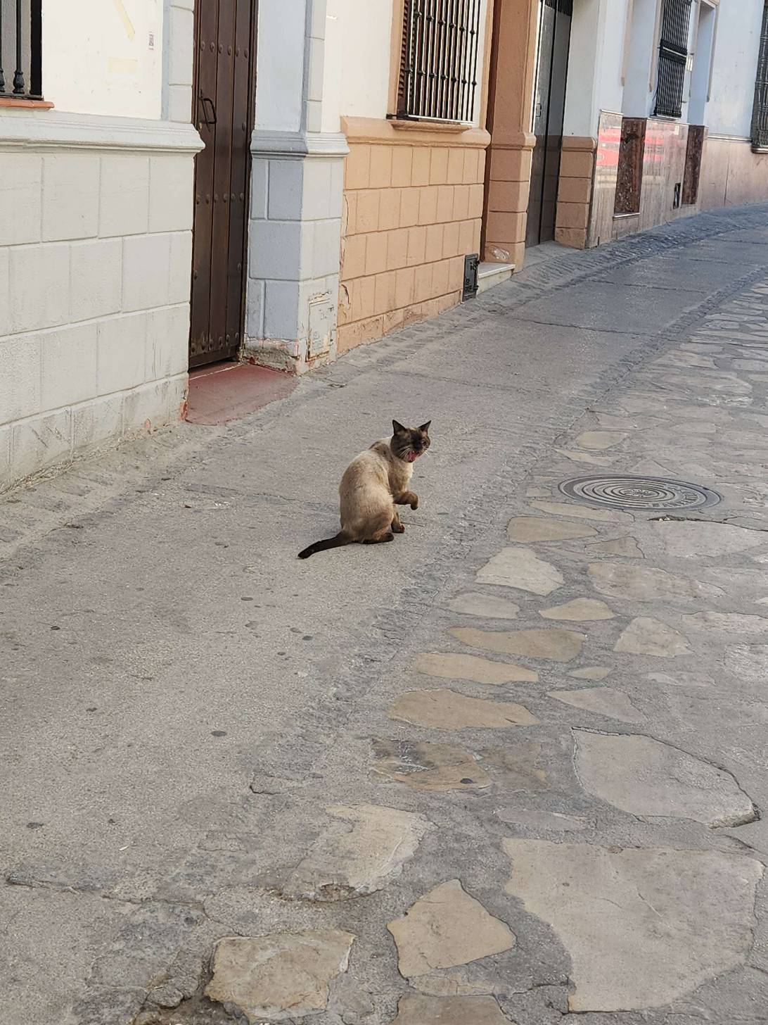 Paco, a cat found on Chonk Finder