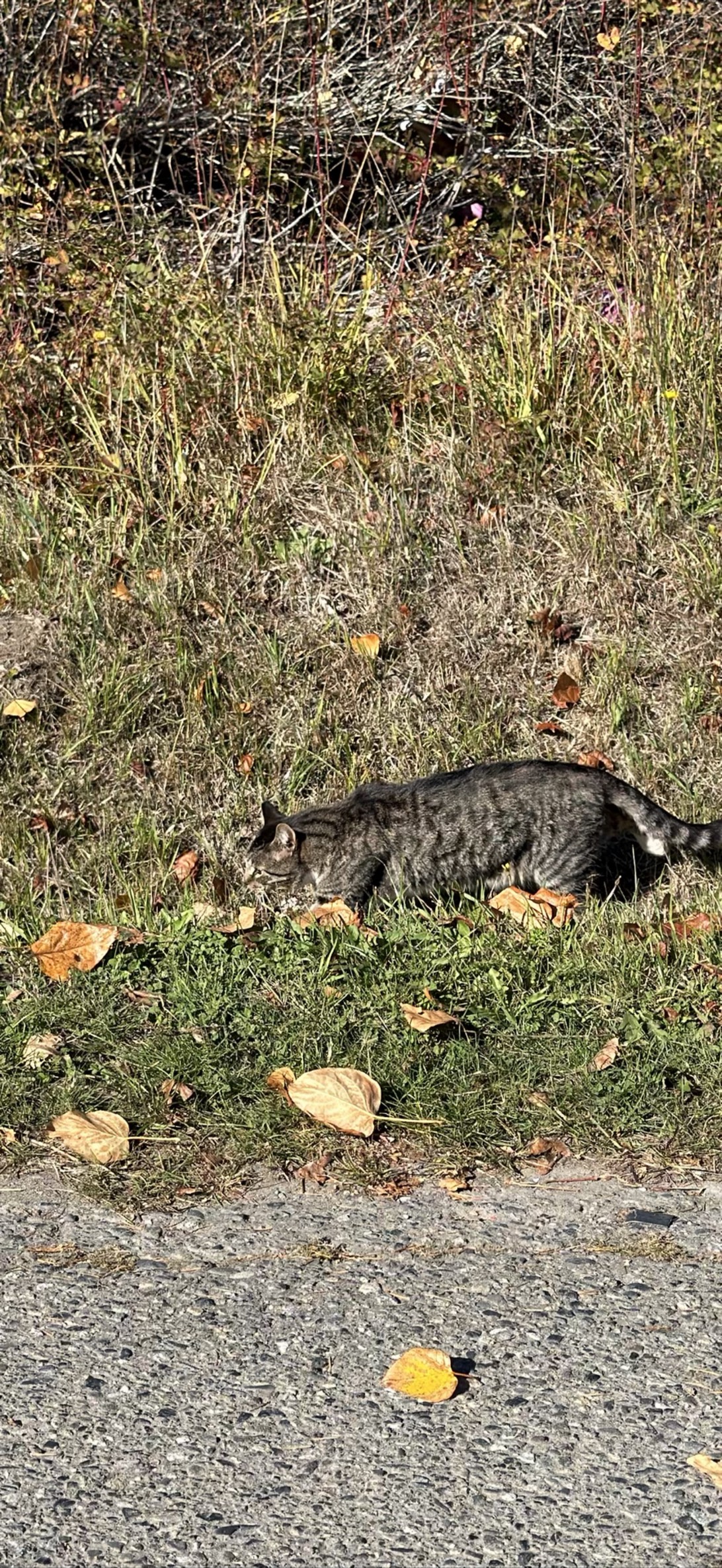 Ranger, a cat found on Chonk Finder