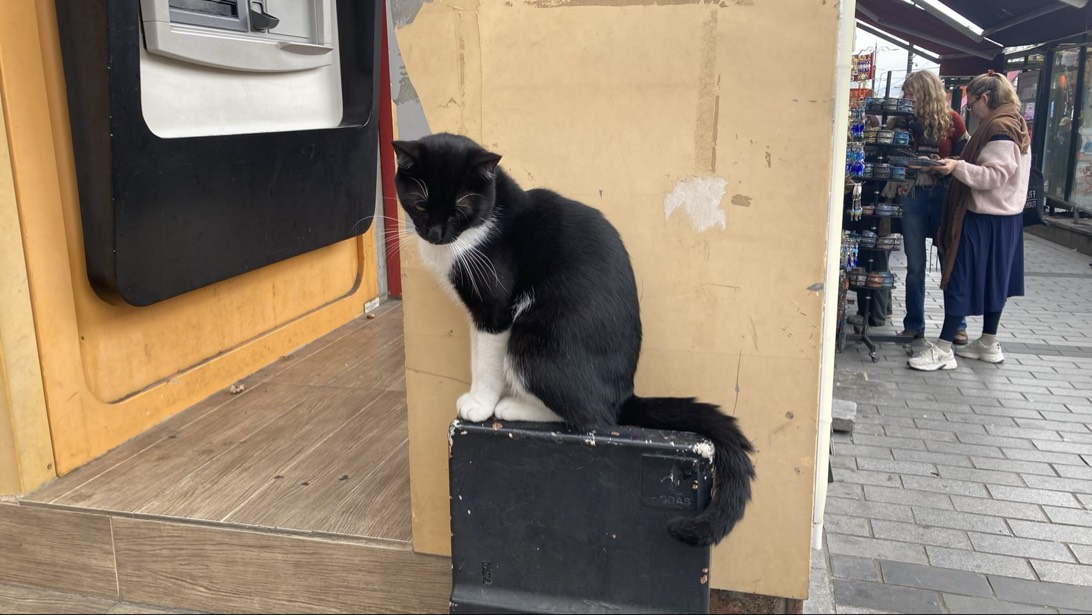 Stavros, a cat found on Chonk Finder