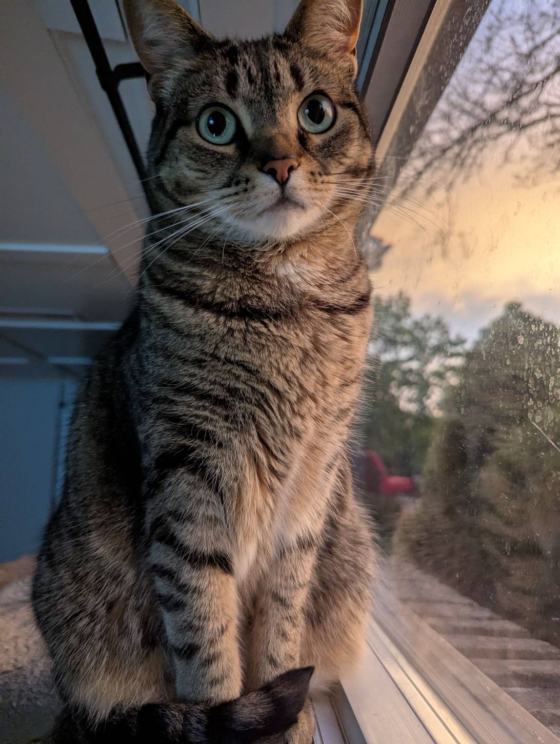Leia, a cat found on Chonk Finder